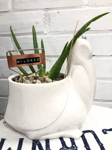 Elaine’s Retro Plants more & more