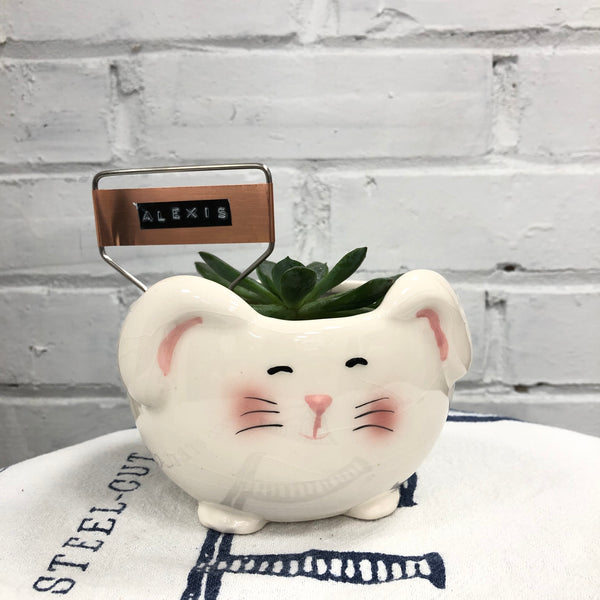 Elaine’s Retro Plants more & more & more & more