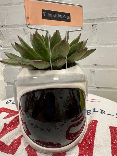 Elaine’s Retro Plants more & more & more & more