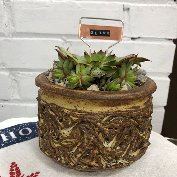 Elaine’s Retro Plants more