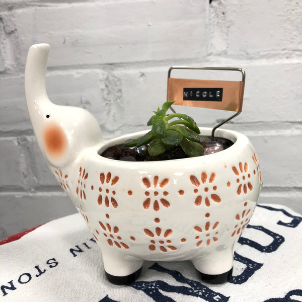 Elaine’s Retro Plants more & more