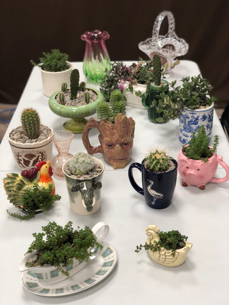 Elaine’s Retro Plants more