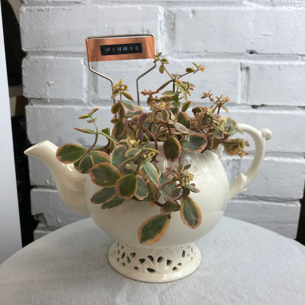 Elaine’s Retro Plants more