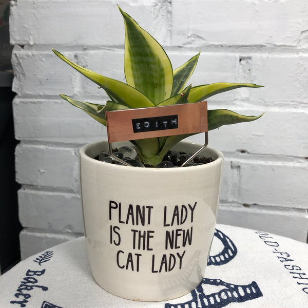 Elaine’s Retro Plants more & more