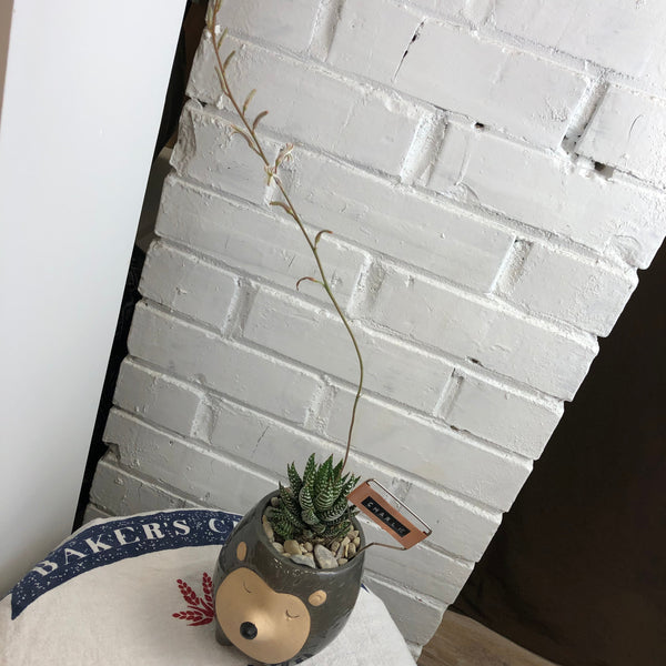 Elaine’s Retro Plants more