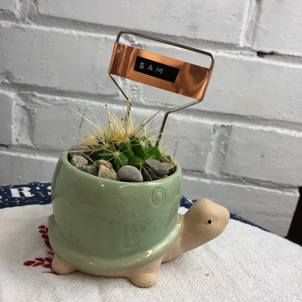 Elaine’s Retro Plants more