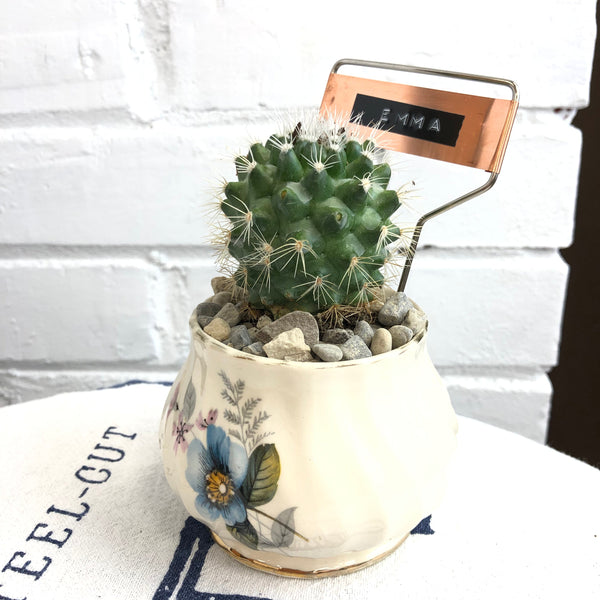 Elaine’s Retro Plants more