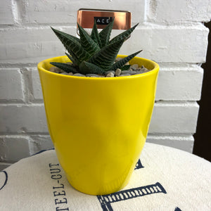 Elaine’s Retro Plants