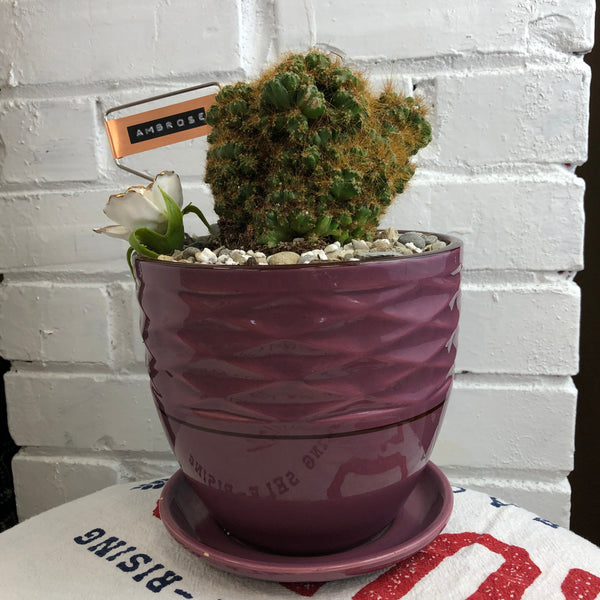 Elaine’s Retro Plants more