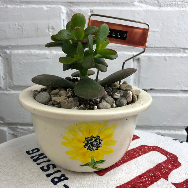 Elaine’s Retro Plants more