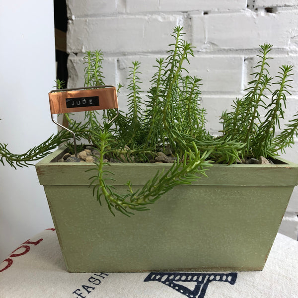 Elaine’s Retro Plants more
