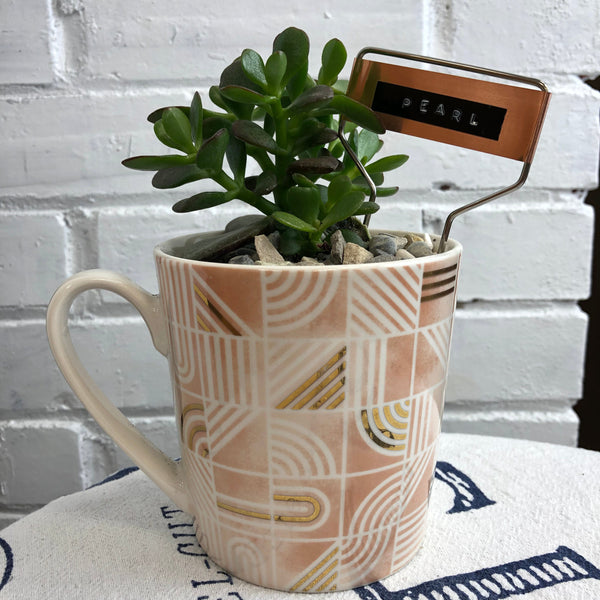 Elaine’s Retro Plants more