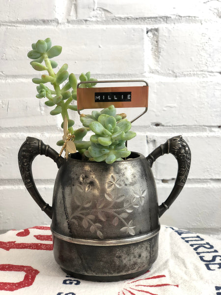 Elaine’s Retro Plants more