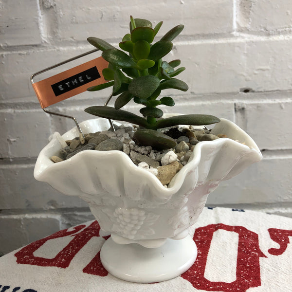 Elaine’s Retro Plants more