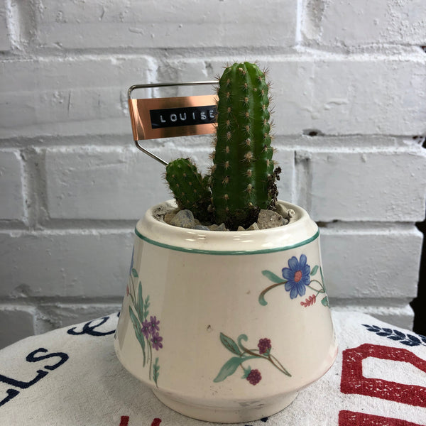 Elaine’s Retro Plants more
