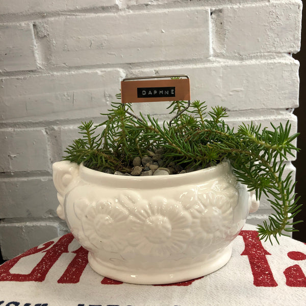 Elaine’s Retro Plants more