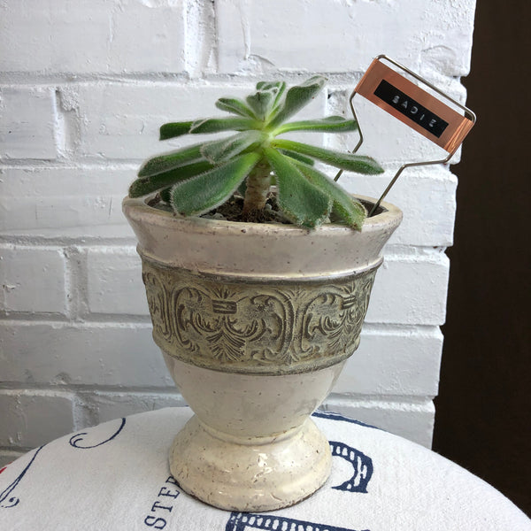 Elaine’s Retro Plants more