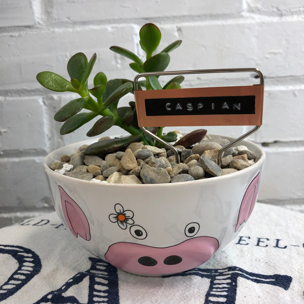 Elaine’s Retro Plants more
