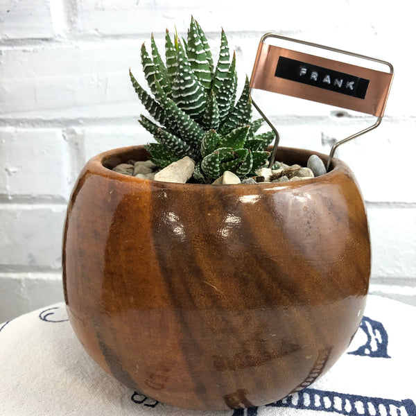 Elaine’s Retro Plants more