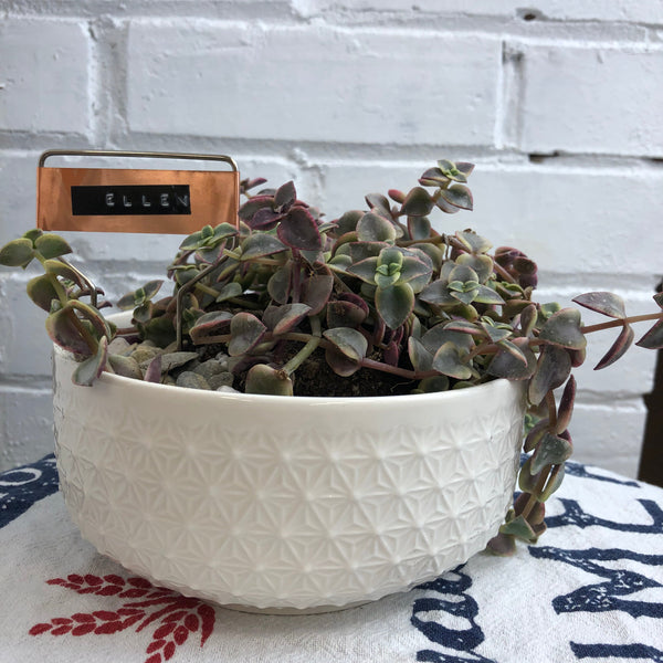 Elaine’s Retro Plants more