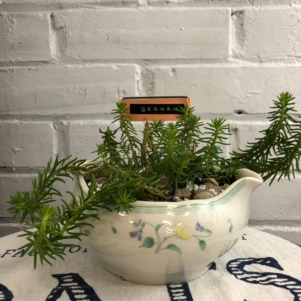 Elaine’s Retro Plants more