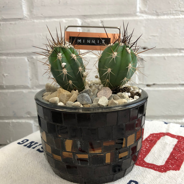Elaine’s Retro Plants more
