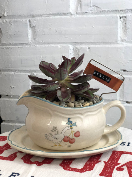 Elaine’s Retro Plants more